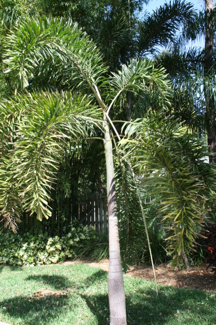 palm tree