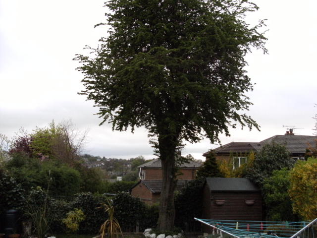 20ft tree next to my plant