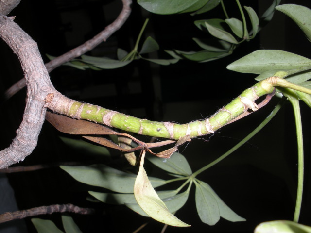 schefflera