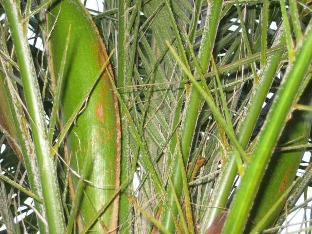 Closeup of Palm