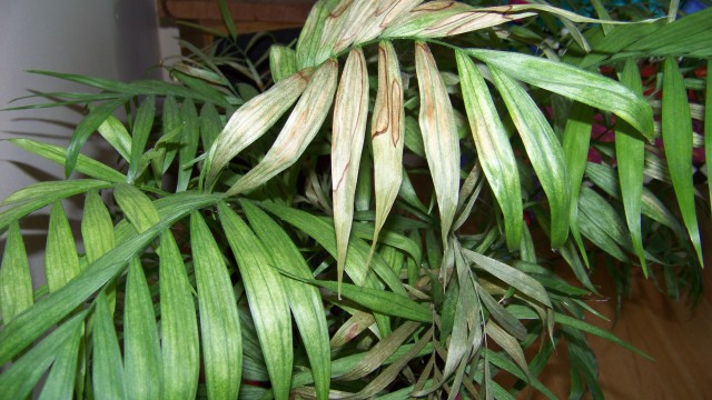 Parlor Palm