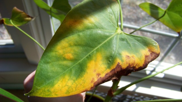 Anthurium Leaf