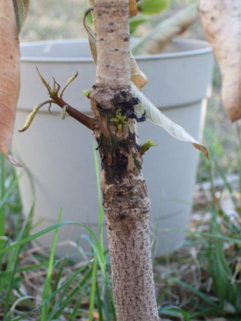 mango tree graft area