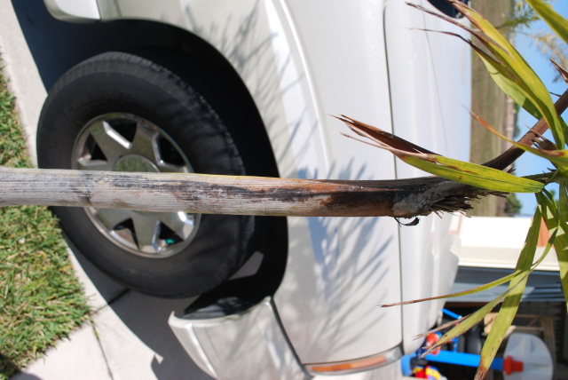 foxtaill palm tree with early frond leaf expansion