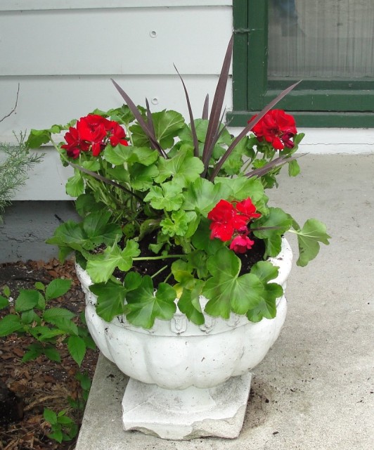 Geranium with spike in center