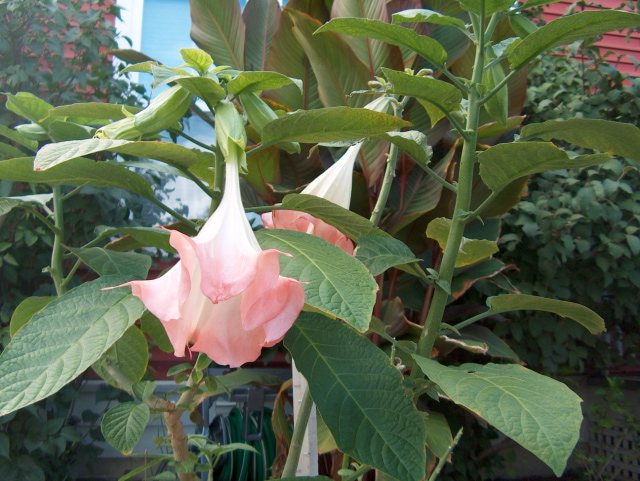 Pink brugmansia