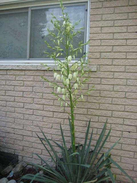 White Flower