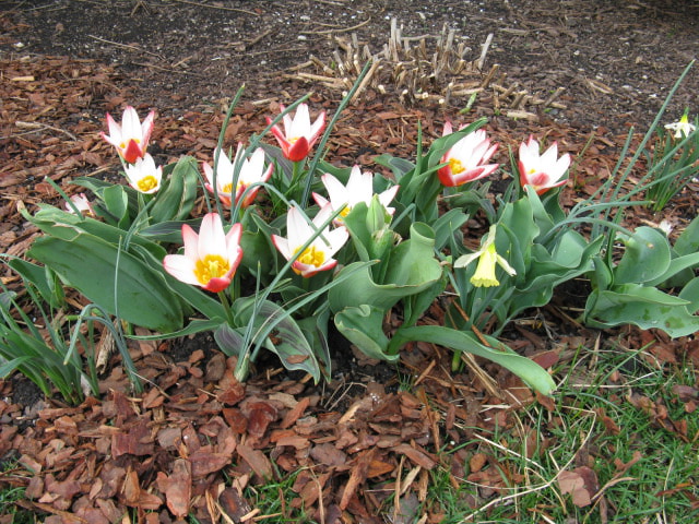WP Milner daff with tulip Hearts Delight