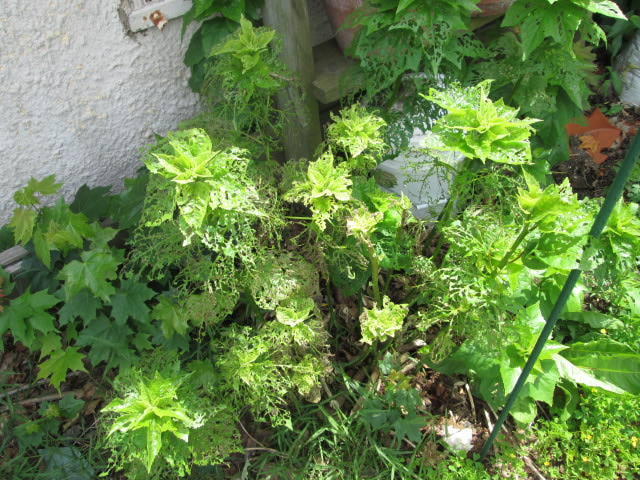 Rose Mallow Damage