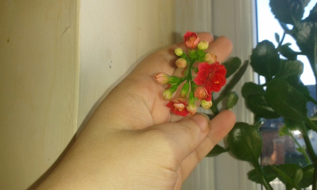 flowers on plant