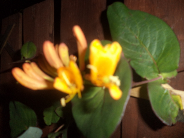 Lonicera X Tellimania