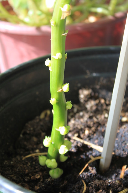 buds on easter lily