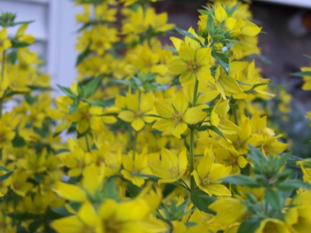 yellow perennial