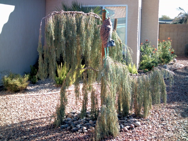 Tolleson\'s Weeping Juniper