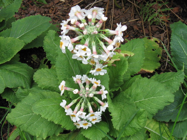 Primula japonica rebloom