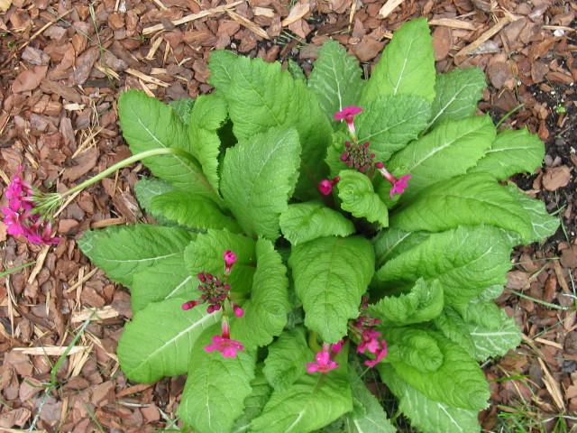 Primula japonica