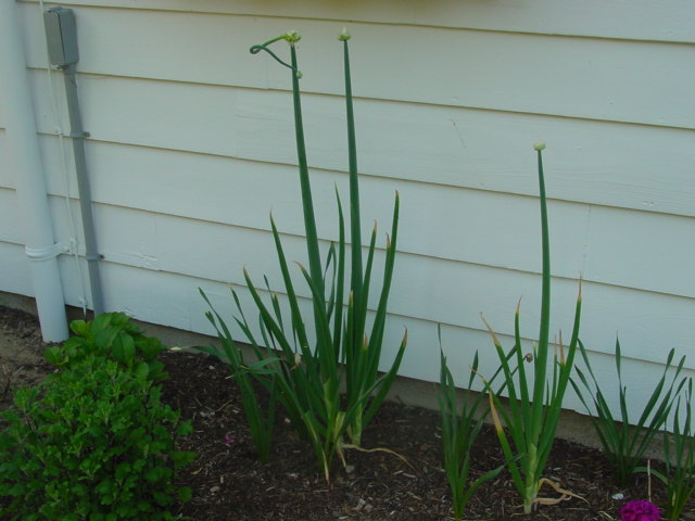 Weird plant-entire