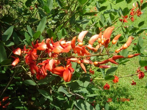 ERYTHRINA PLANT 