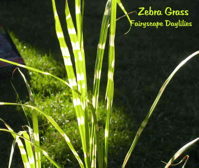 Zebra Grass