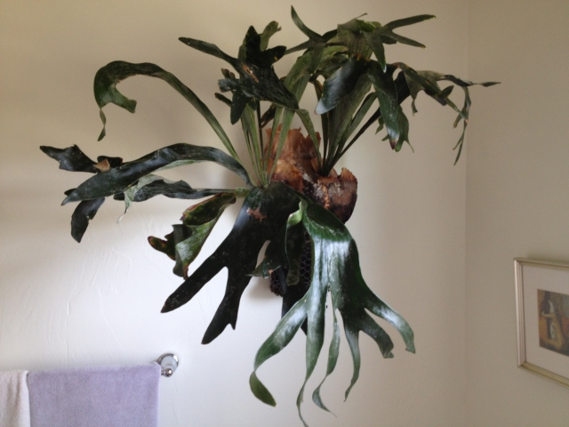 Staghorn Fern I