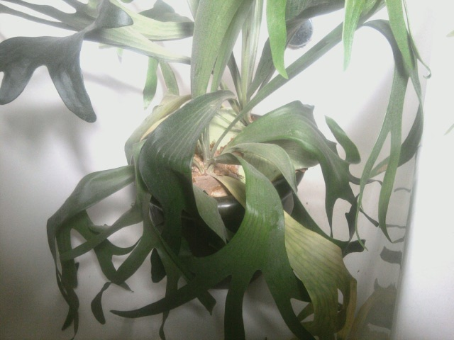 Staghorn fern