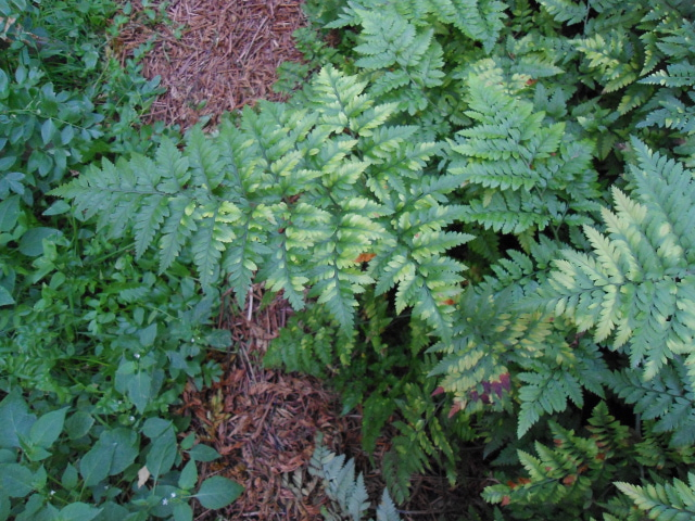 immature leaf