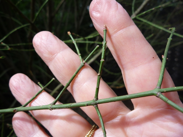 diseased euonymus