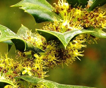 Holly with pollen