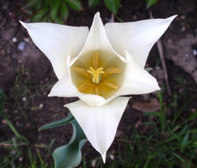 Triangle Flower