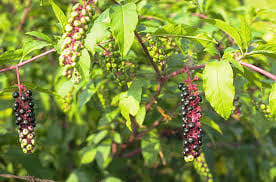 Pokeweed