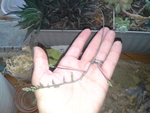 stem of aloe-type that gets small flowers