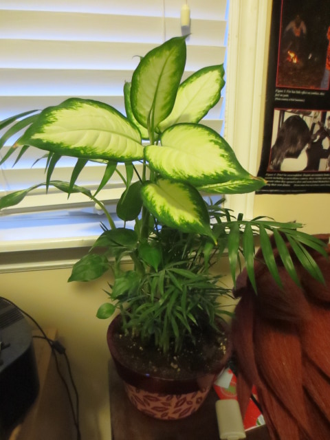 mystery plant2