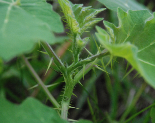 Spiney Plant - thorns on stems