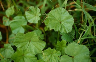 common mallow