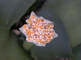 Haemanthus