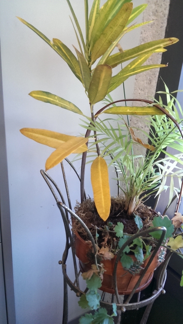 Office Plant