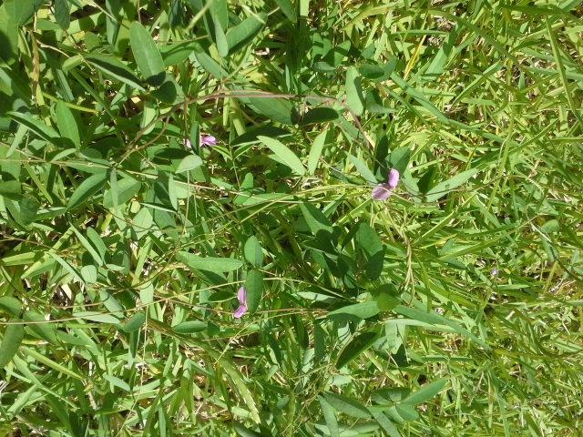 with flowers