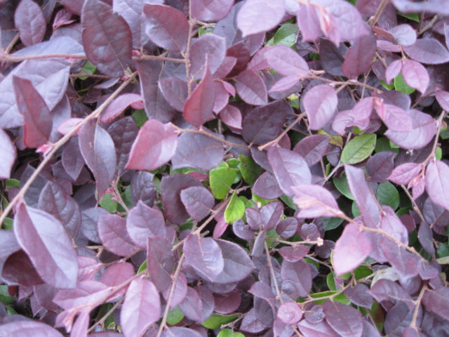 Red bush closeup