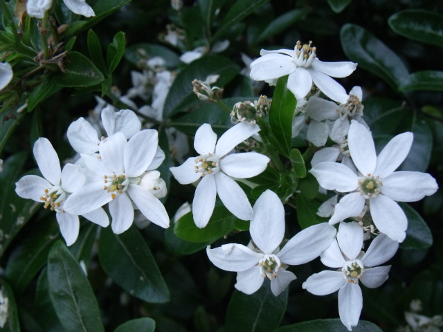 White Flower Bush