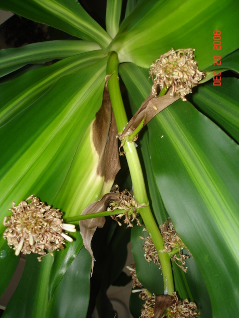 DSC01112.JPG (Rare Flowers on this Plant)