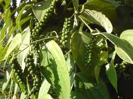 blackpepper