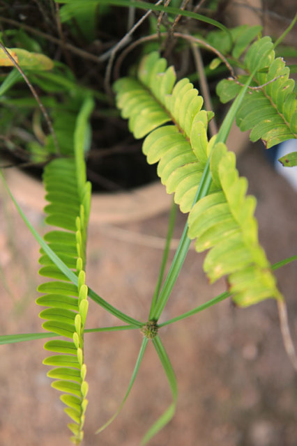 unknown plant