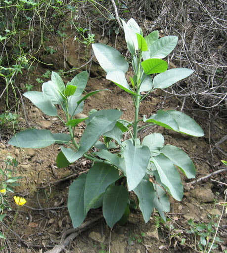 N. Glauca