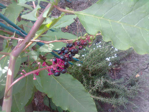 Berries