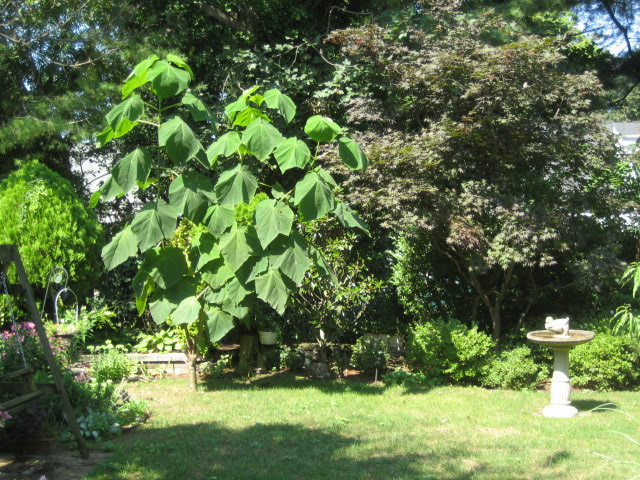 tree in August 2012