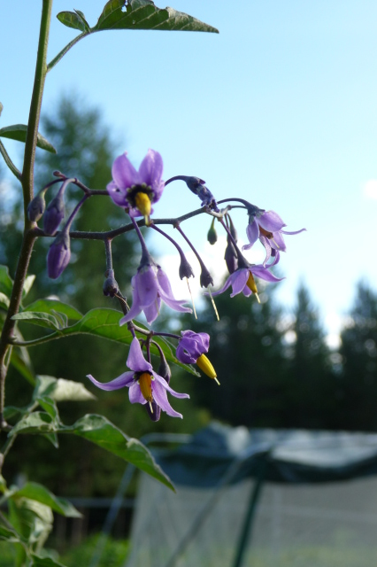 flowers