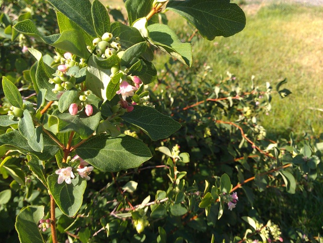 Berries and flower