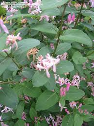 Lonicera