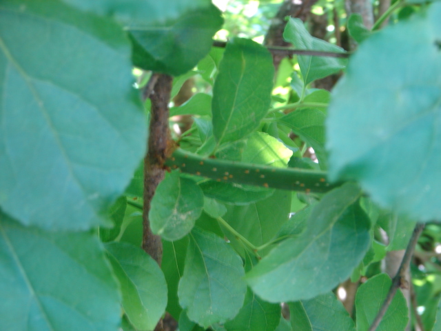 lilac parasite vine