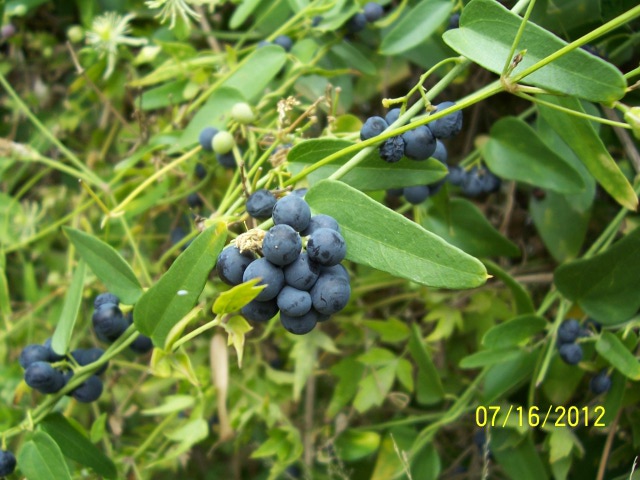 berry plant 010